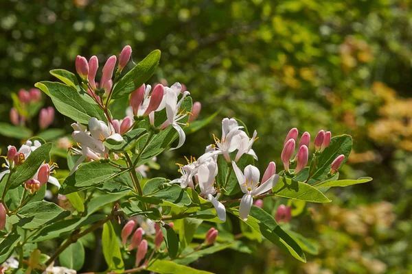 Flowering branch of forest honeysuckle. — Stock Photo, Image
