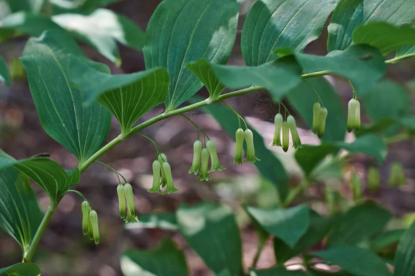 Poiygonatum odoratum   blooms on a forest. — Stock Photo, Image