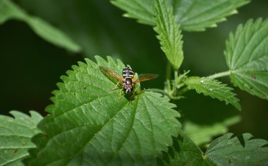 Böcek ısırgan yaprakları üzerinde.
