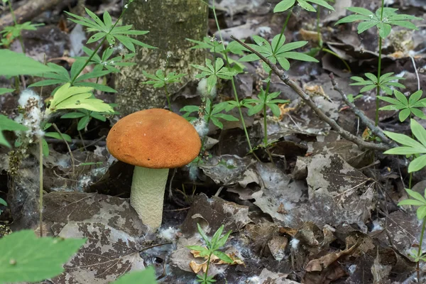 Boletus - champiñón comestible . — Foto de Stock