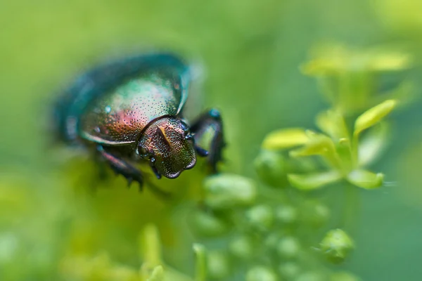 Chafer beetle on flowering plants. — Stock Photo, Image