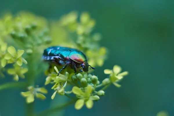 Escarabajo chaflán sobre plantas con flores —  Fotos de Stock
