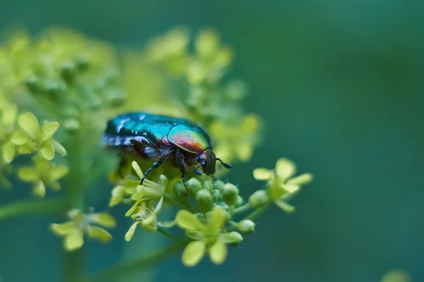 Besouro-castor em plantas com flores — Fotografia de Stock