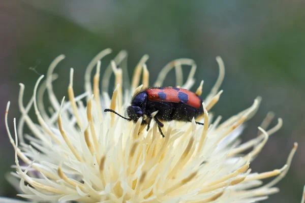 カブトムシ . — ストック写真