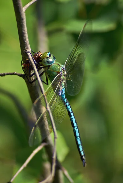 Blue dragonfly  eats caught cicada. — Stock Photo, Image