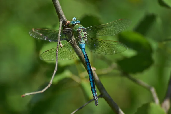 Blue dragonfly   on a twig and eats caught cicada. — Stock Photo, Image