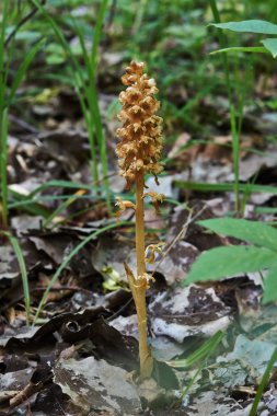 Neottia nidus-avis.