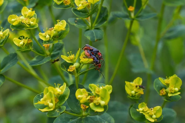 Käfer besetzen Fortpflanzung . — Stockfoto