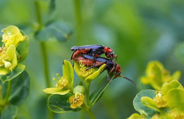 Beetles  occupied procreation. — Stock Photo, Image