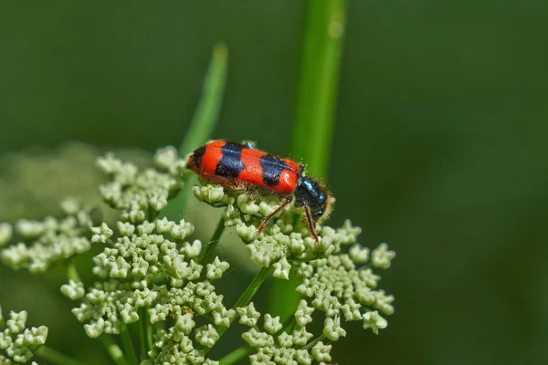 Scarabeo rosso vivo su un fiore . — Foto Stock