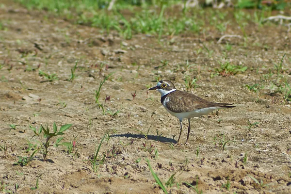 Plover Bird en la orilla del río . —  Fotos de Stock