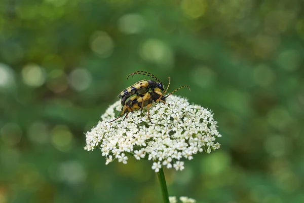 Beetles  occupied procreation. — Stock Photo, Image