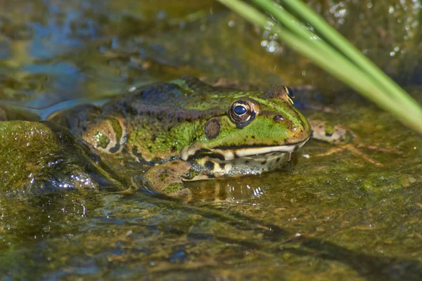 Rana en las aguas poco profundas cerca de la orilla . — Foto de Stock