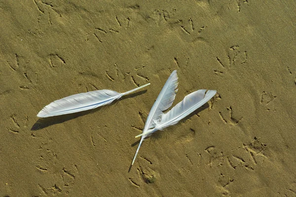 Footprints and feathers gulls on a sandy  bank. — Stock Photo, Image