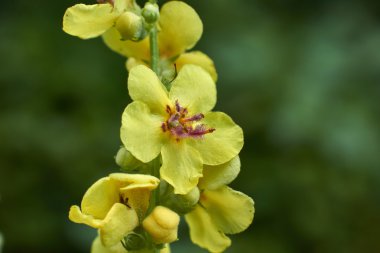 Çiçek Verbaskum thapsus.