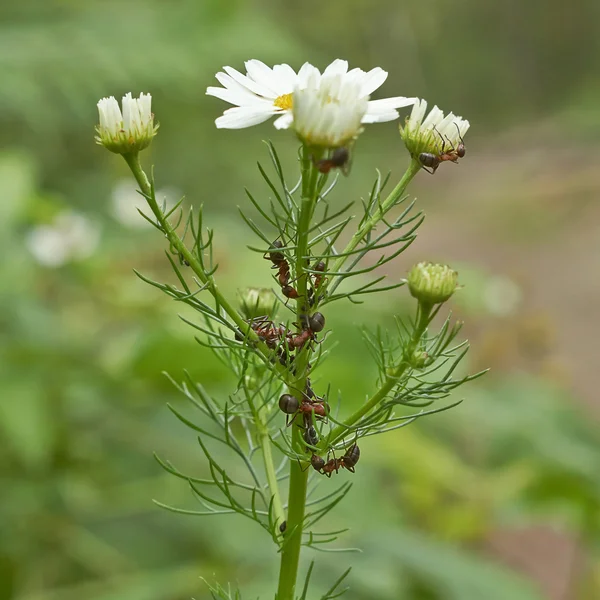 Myrsyra avel gård. — Stockfoto