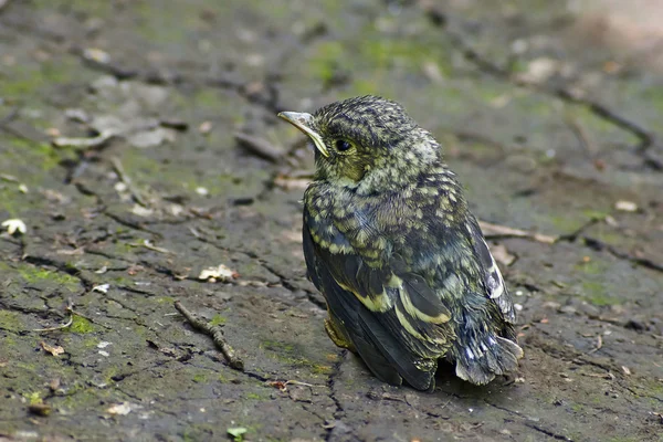 Emberiza citrinella. Coelhinho de pássaro incipiente . — Fotografia de Stock