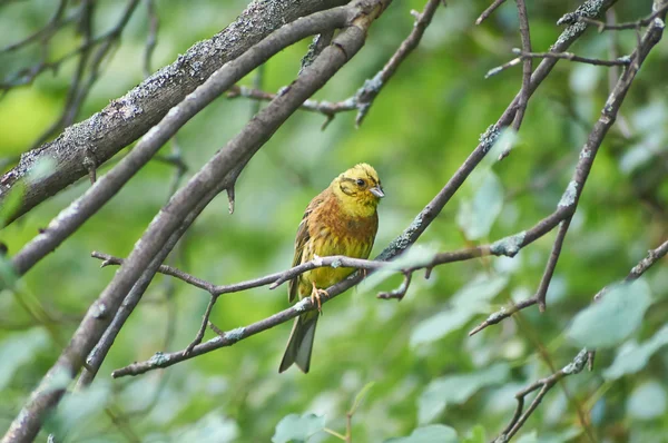 Forest bird bunting. Emberiza citrinella. — Stock Photo, Image