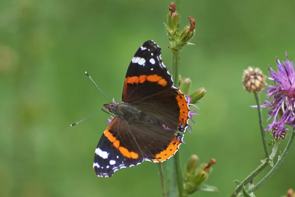 Admiral butterfly . — Stock Photo, Image