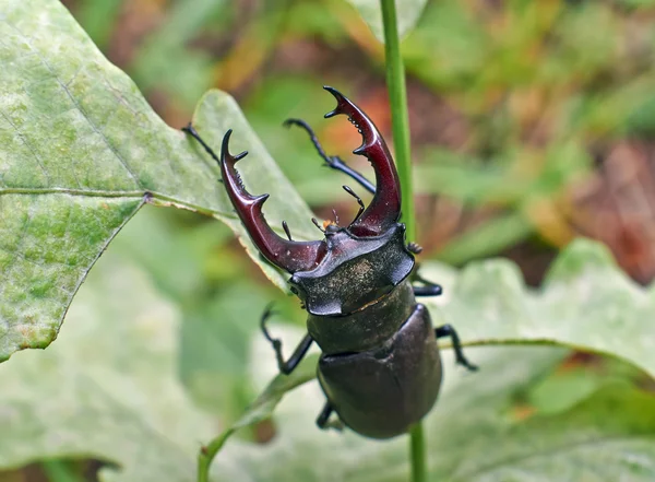 Coléoptère mâle du cerf . — Photo