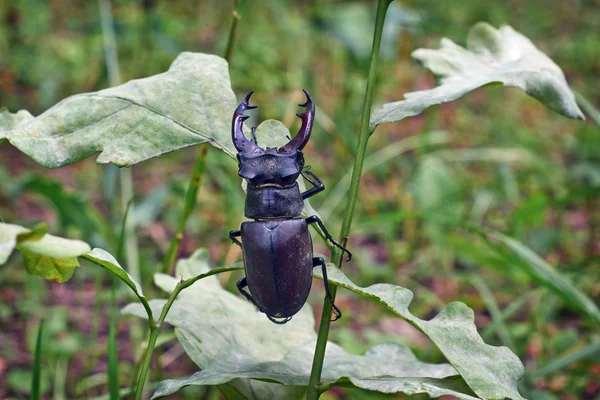 Escarabajo macho ciervo . — Foto de Stock