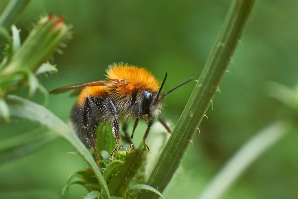 Yaban-arısı bir bitki üzerinde dinlenme. — Stok fotoğraf