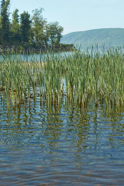 Lake in het bos op een zomerdag. — Stockfoto