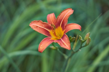 Daylily çiçek çiçek.