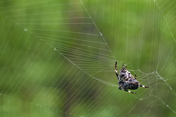 Krzyż tee pająk w swojej sieci zjada zdobycz. — Zdjęcie stockowe