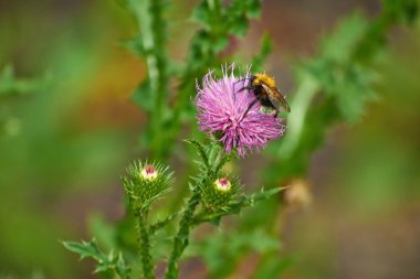 Yaban-arısı bir çiçek thistle üzerinde.
