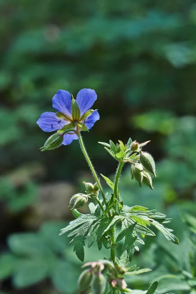 Flor de geranio pratense . —  Fotos de Stock