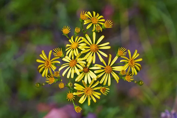 Желтые цветы Senecio jacobaea  . — стоковое фото