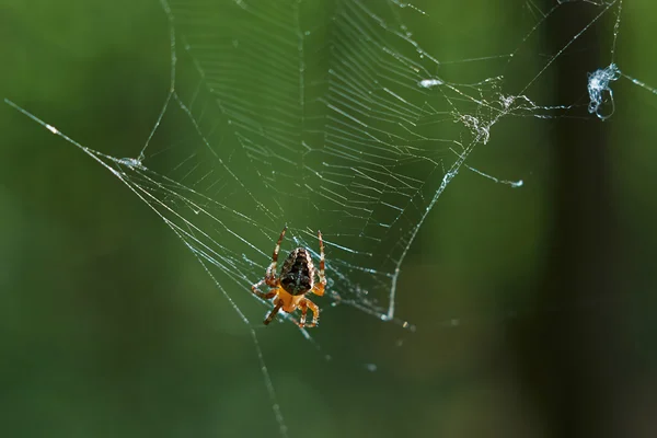 Krzyż tee pająk w sieci. — Zdjęcie stockowe