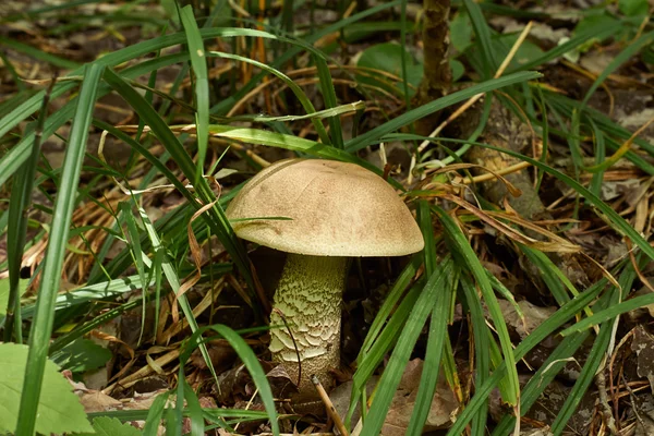 Boletus - ätlig svamp med en braun hatt. — Stockfoto