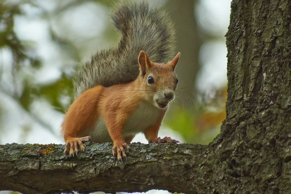 Esquilo em um tronco de árvore na floresta . — Fotografia de Stock