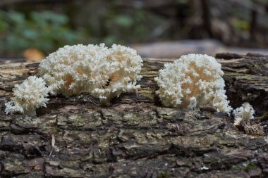 Ağaç gövdesindeki mantarlar.