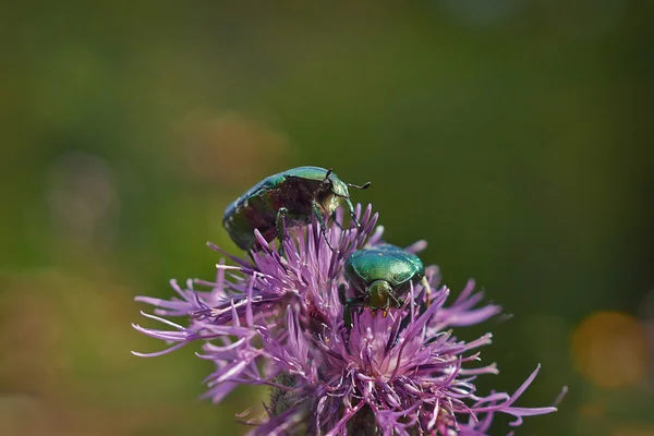 Chafer beetle on  flowers. — Stock Photo, Image
