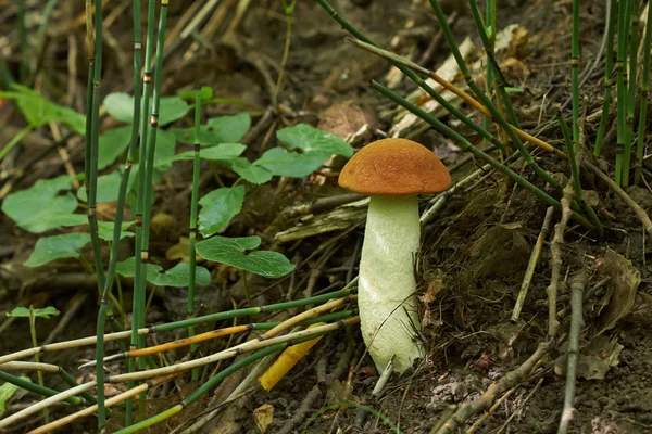 Boletus - εδώδιμων μανιταριών. — Φωτογραφία Αρχείου