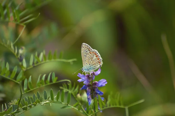 Vlinder aan een verdorde bloem. — Stockfoto