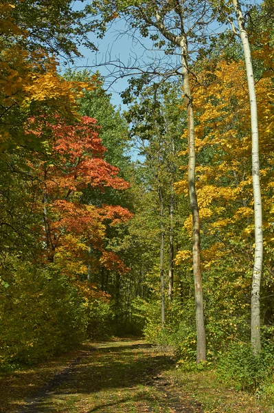 Outono floresta caduca . — Fotografia de Stock