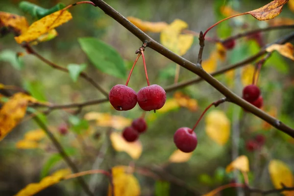 붉게 익은 열매와 사과 나무 가지. — 스톡 사진