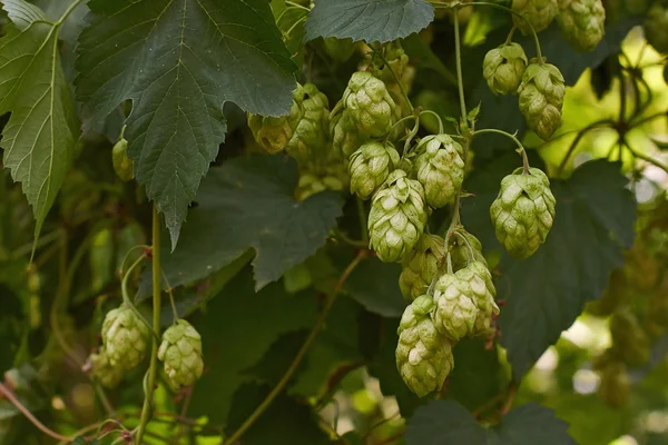 Frutos del lúpulo en un claro del bosque . —  Fotos de Stock