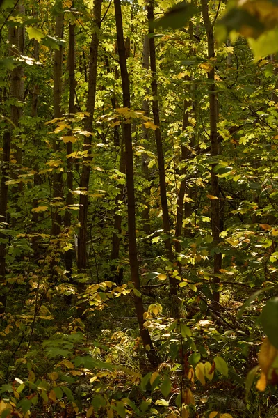 Colorido follaje de otoño del bosque . —  Fotos de Stock
