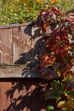 Kırsal çit ile yabani üzüm büyümüş.