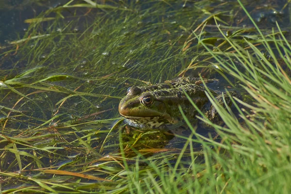 Žába na jezeře. — Stock fotografie