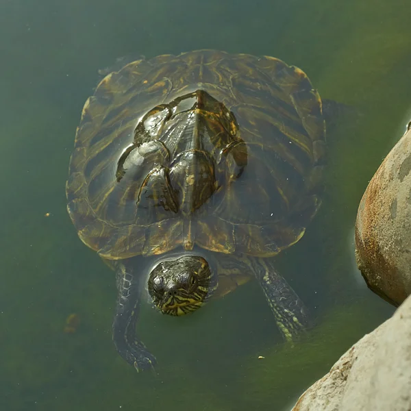 Вода Колумбийская черепаха плавает . — стоковое фото