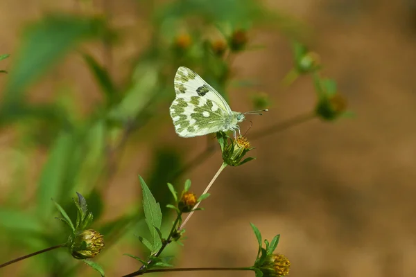 Butterfly drukke voedergewassen op forest. — Stockfoto