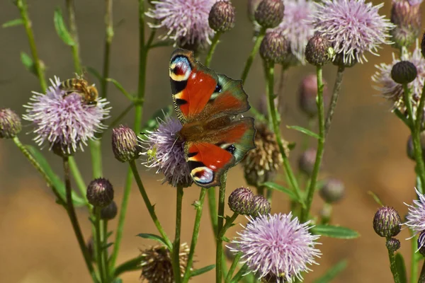 Schmetterling Tagpfauenauge. — Stockfoto