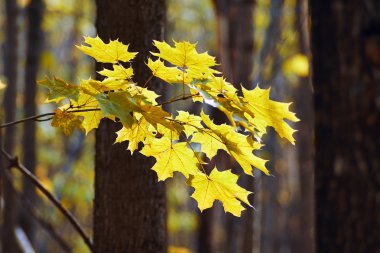 akçaağaç yaprakları sonbaharda orman.