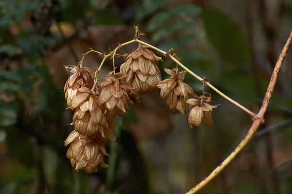 Frukterna av humle, slapp buskar. — Stockfoto